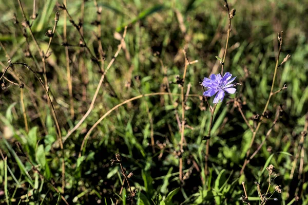 Çimlerde Mor Yabani Çiçek Yakından Bakıldığında — Stok fotoğraf