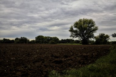 Sonbaharda bulutlu bir günde tarlada kayın ağacı