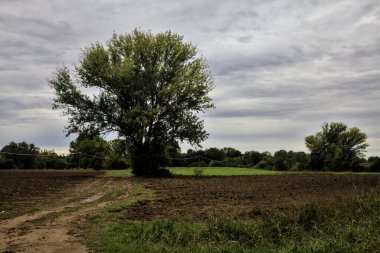 Sonbaharda bulutlu bir günde, kırsalda çamurlu bir yolun kenarındaki kayın ağacı.