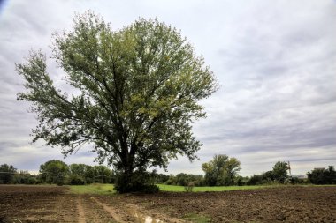 Sonbaharda bulutlu bir günde, kırsalda çamurlu bir yolun kenarındaki kayın ağacı.