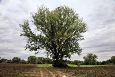 Sonbaharda bulutlu bir günde, kırsalda çamurlu bir yolun kenarındaki kayın ağacı.