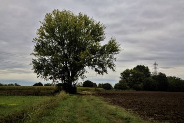 Sonbaharda bulutlu bir günde tarlalar arasındaki çimenli bir yolun kenarındaki kayın ağacı.
