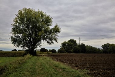 Sonbaharda bulutlu bir günde tarlalar arasındaki çimenli bir yolun kenarındaki kayın ağacı.