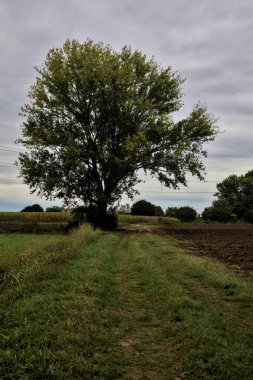 Sonbaharda bulutlu bir günde tarlalar arasındaki çimenli bir yolun kenarındaki kayın ağacı.