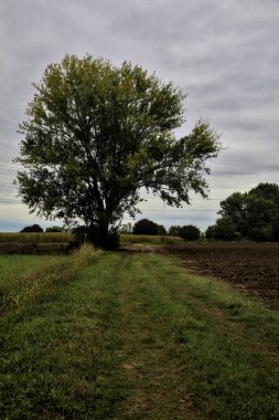 Sonbaharda bulutlu bir günde tarlalar arasındaki çimenli bir yolun kenarındaki kayın ağacı.