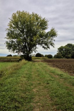 Sonbaharda bulutlu bir günde tarlalar arasındaki çimenli bir yolun kenarındaki kayın ağacı.