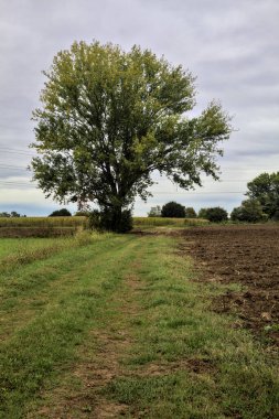 Sonbaharda bulutlu bir günde tarlalar arasındaki çimenli bir yolun kenarındaki kayın ağacı.