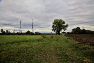 Sonbaharda bulutlu bir günde tarlalar arasındaki çimenli bir yolun kenarındaki kayın ağacı.