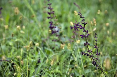 Çimenlerdeki su çiçeği yakından görülüyor.