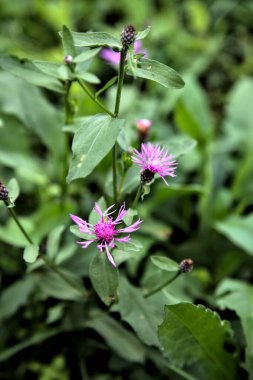 Çimenlerdeki buğday çiçekleri yakından görülüyor.