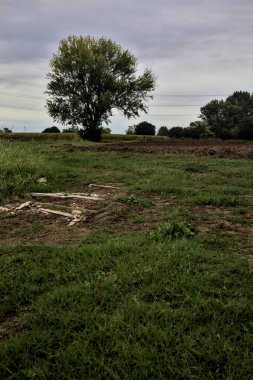 Sonbaharda bulutlu bir günde tarlalar arasındaki çimenli bir yolun kenarındaki kayın ağacı.