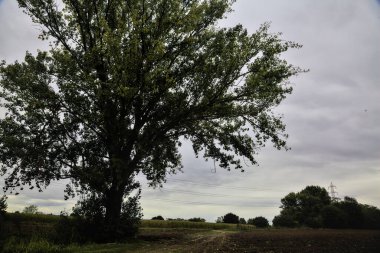 Sonbaharda bulutlu bir günde tarlalar arasındaki çimenli bir yolun kenarındaki kayın ağacı.