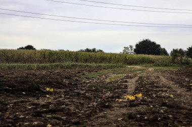 Su birikintisi olan çamurlu bir yol ve üzerine gökyüzü döküldü.