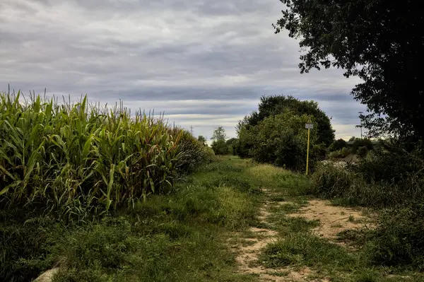 Caminho Entre Árvores Campo Milho Dia Nublado Outono — Fotografia de Stock