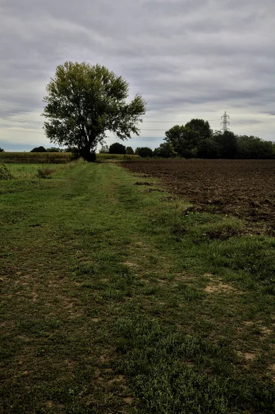 Faia Árvore Beira Caminho Gramado Entre Campos Dia Nublado Outono — Fotografia de Stock