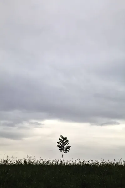 Árbol Joven Campo Con Cielo Nublado Como Fondo — Foto de Stock