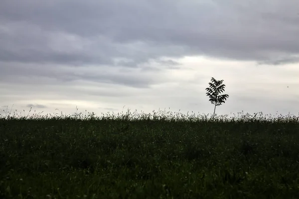 Mladý Strom Poli Zamračenou Oblohou Jako Pozadí — Stock fotografie