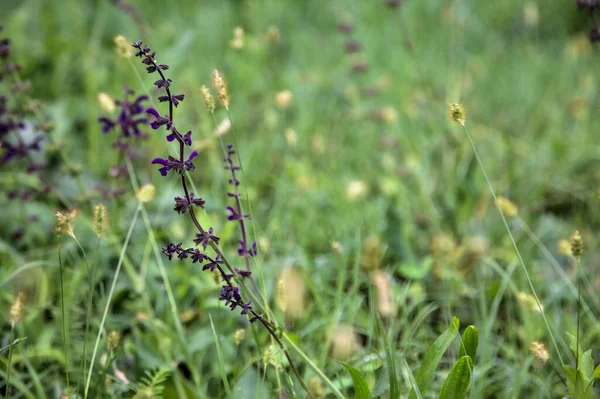 Hysope Fleurs Dans Herbe Près — Photo