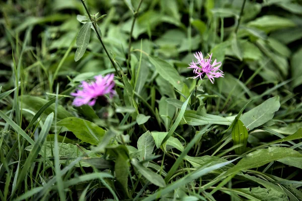 Federweißer Kornblumen Gras Aus Nächster Nähe — Stockfoto