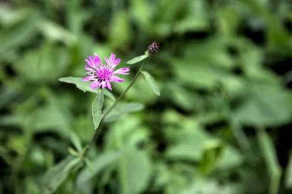 Pluim Korenbloemen Het Gras Van Dichtbij Gezien — Stockfoto