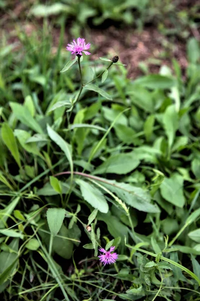 Bleuets Panache Dans Herbe Près — Photo