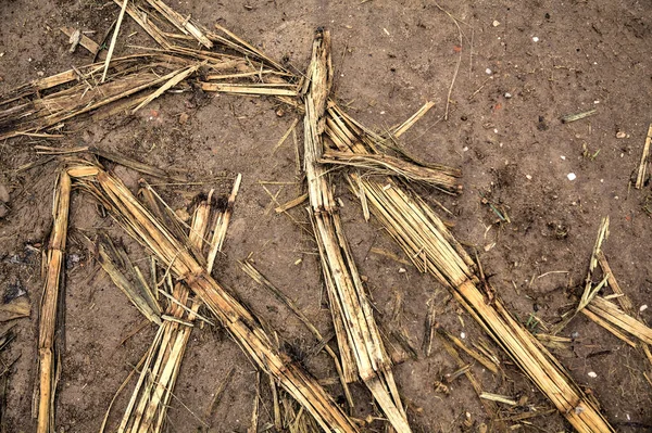Maispflanzen Auf Schlammigem Boden — Stockfoto