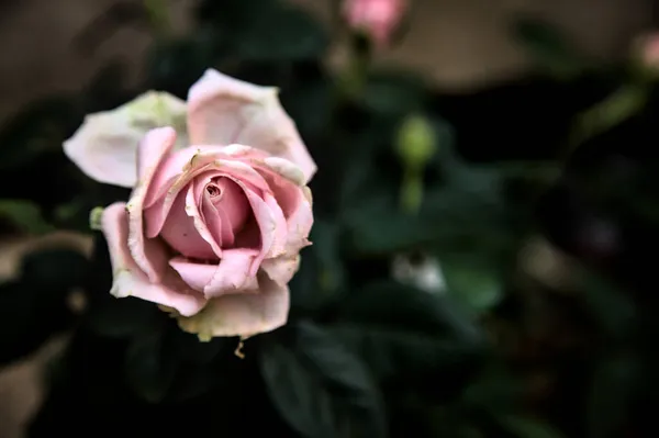 Ροζ Μικροσκοπικό Τριαντάφυλλο Άνθιση Δει Από Κοντά — Φωτογραφία Αρχείου