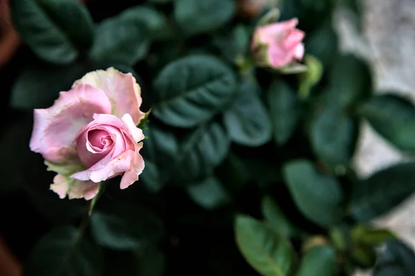 Rosa Miniaturrose Voller Blüte Aus Der Nähe Gesehen — Stockfoto