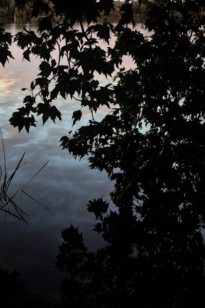 물위에 반사되어 단풍나무 가지들 — 스톡 사진