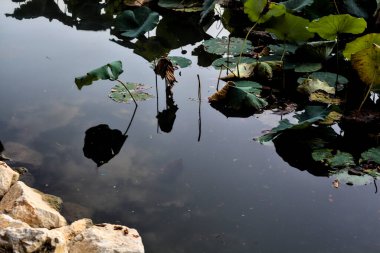 Alacakaranlıktaki göldeki nilüfer çiçeklerinin yansımaları.