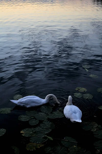 黄昏时分 湖中百合花丛中的天鹅 — 图库照片
