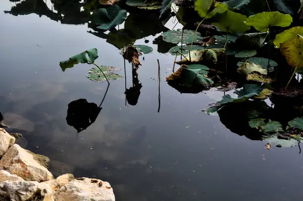 Refleksi Dari Tanaman Teratai Danau Saat Senja — Stok Foto