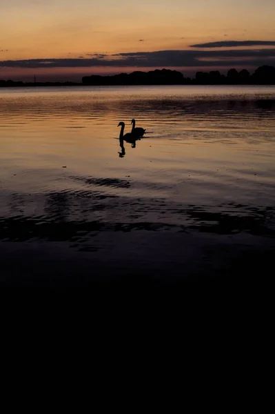 Swans Swimming Lake Twilight Autumn — Stock Photo, Image