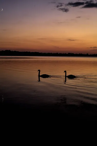 Cisnes Nadando Lago Atardecer Otoño —  Fotos de Stock