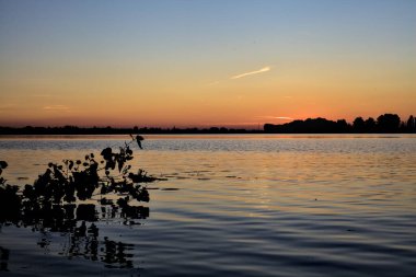 Sonbaharda gün batımında bir gölde yüzen bir dal.