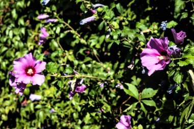 Mor amber çiçekleri yakından görülüyor.