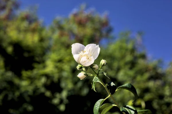 Weiße Blume Auf Einem Stamm Mit Bäumen Und Einem Klaren — Stockfoto