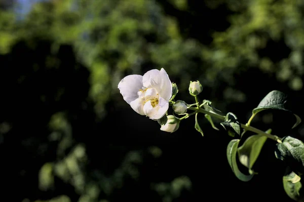 Biały Kwiat Łodydze Drzewami Czyste Niebo Jako Tło — Zdjęcie stockowe