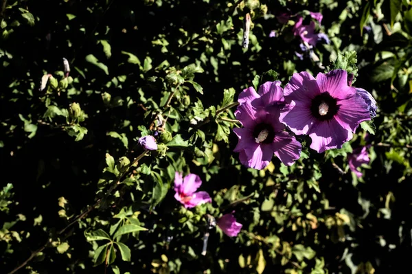 Μοβ Άνθη Ιβίσκου Ανθισμένα Από Κοντά — Φωτογραφία Αρχείου