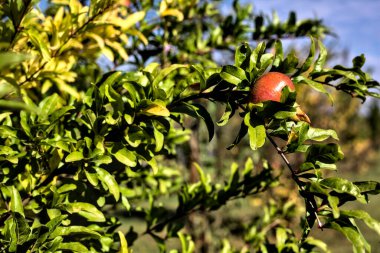 Yakından görülen bir bitkinin üzerindeki nar.