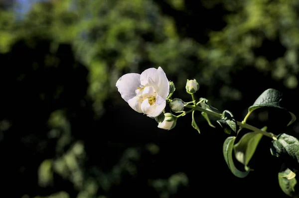 Weiße Blume Auf Einem Stamm Mit Bäumen Und Einem Klaren — Stockfoto