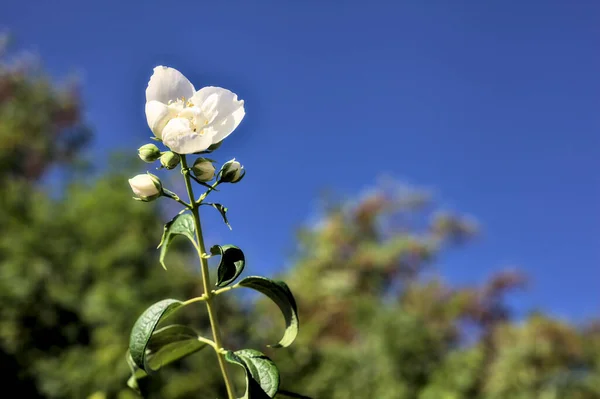Biały Kwiat Łodydze Drzewami Czyste Niebo Jako Tło — Zdjęcie stockowe
