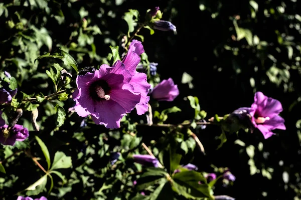 Paarse Hibiscus Bloemen Bloei Van Dichtbij Gezien — Stockfoto