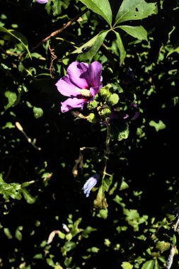 Mor amber çiçekleri yakından görülüyor.
