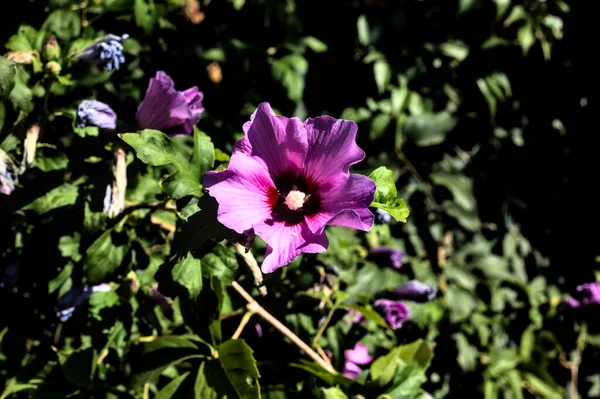 Фиолетовый Гибискус Цветы Цвету Видели Вблизи — стоковое фото