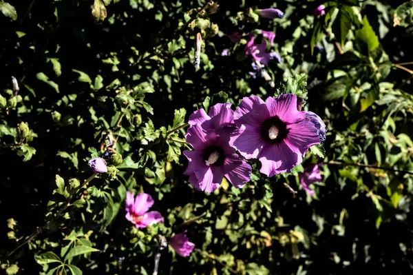 Purple Hibiscus Flowers Bloom Seen Close — Stock Photo, Image
