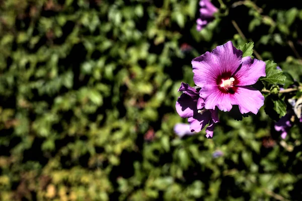 Lila Hibiskusblüten Aus Nächster Nähe Sehen — Stockfoto