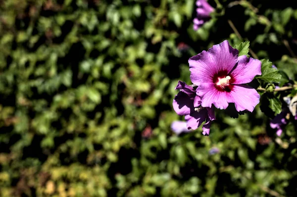 Paarse Hibiscus Bloemen Bloei Van Dichtbij Gezien — Stockfoto