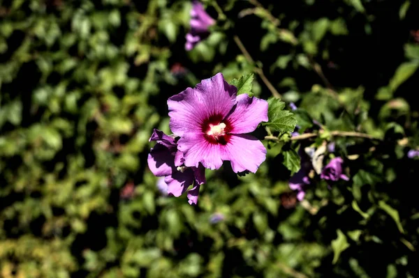 紫色芙蓉花盛开 近距离可见 — 图库照片