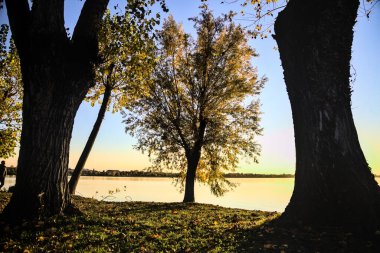 Sonbaharda günbatımında nehir kenarındaki ağaçlar